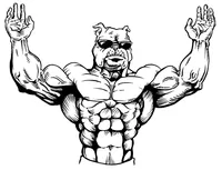 Weightlifting Bulldog Mascot Decal / Sticker 1