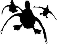 3 Ducks Flying Decal / Sticker 19