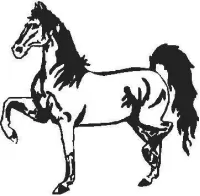 Custom HORSE Decals and HORSE Stickers Any Size & Color