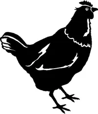 Chicken Decal / Sticker 04