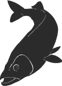 Custom DOLPHIN Decals and Stickers Any Size & Color, FISH Decals and  Stickers Any Size & Color, and SHARK Decals and Stickers Any Size & Color