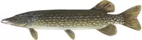 Northern Pike Fish Decal / Sticker 01