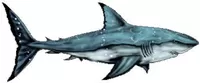 Shark Decal / Sticker 12