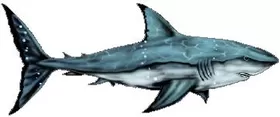 Shark Decal / Sticker 12