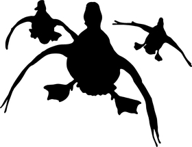 3 Ducks Flying Decal / Sticker 19