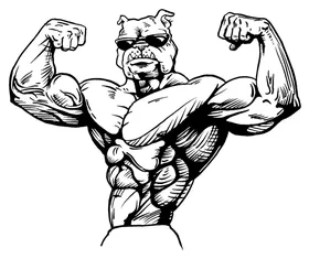 Weightlifting Bulldog Mascot Decal / Sticker 3