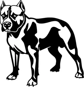 Pitbull Decal / Sticker 13