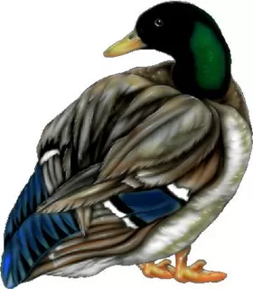 Duck Decal / Sticker 02