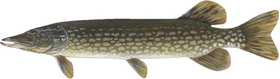 Northern Pike Fish Decal / Sticker 01