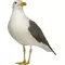 Seagull Decal / Sticker 01