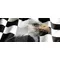 Checkered Flag Eagle Decal / Sticker 106