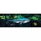 Shark Mural Decal / Sticker 01