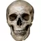 Real Skull Decal / Sticker 31