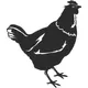 Chicken Decal / Sticker 02