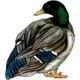 Duck Decal / Sticker 02